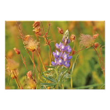 Lupine & Prairie Smoke wildflowers in Montana 2 Photographic Print