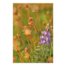 Lupine & Prairie Smoke wildflowers in Montana Photo