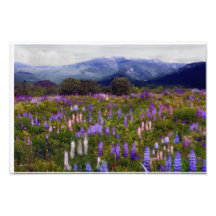 Lupines d'Etherial Photographies