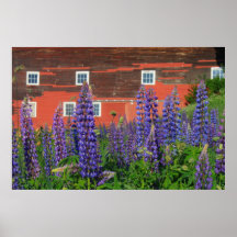 Lupines et grange rouge affiches