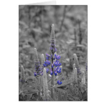 Lupins de Breton de cap Cartes