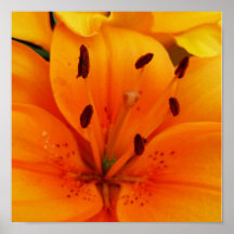 Luscious Apricot Posters