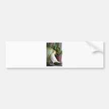 Lutino Cockatiel Bumper Sticker