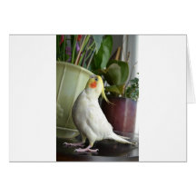 Lutino Cockatiel Greeting Card