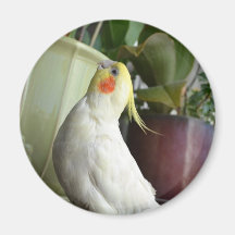 Lutino Cockatiel Magnet
