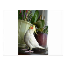 Lutino Cockatiel Postcards