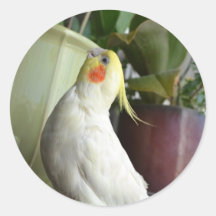Lutino Cockatiel Sticker