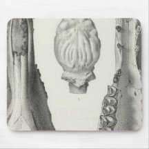 LXXVI Procamelus occidentalis Mousepad