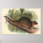Lydekker - Common Ring-Tailed Phalanger/Possum Poster
