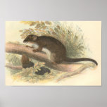 Lydekker - Tasmanian Ring-Tailed Phalanger/Possum Print