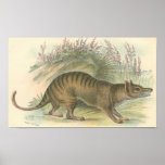 Lydekker - Thylacine - Tasmanian Tiger Portfolio Posters