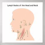 Lymph nodes of the head and neck Poster