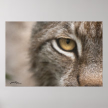 Lynx Eye Poster
