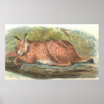 Lynx, Felis lynx