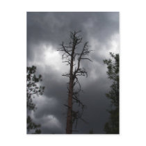 Lynx Lake, Arizona, is a 55-acre reservoir Postcards