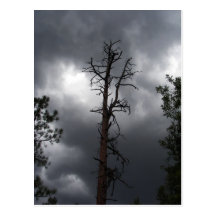Lynx Lake, Arizona, is a 55-acre reservoir Postcards