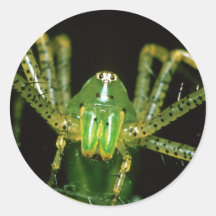 Lynx Spider Sticker