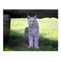 Lynx Wens Kaart