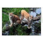 Lynx - wild cats card cards
