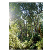 "Lyrebird Forest"  photographic everyday card