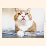 M. Cat cartes