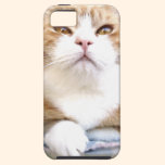 M. Cat coques case-mate