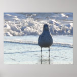 M. Seagull Posters