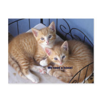 mac-n-chesse post cards