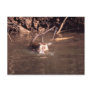 Macaque in Borneo Postcards