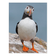 Macareux d'île de Skomer Cartes Postales
