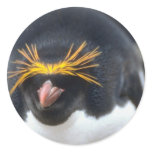 Macaroni Penguin Flop Round Sticker