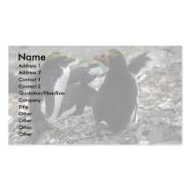 Macaroni Penguin - Pair At Nest Business Card Template