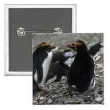 Macaroni Penguin - Pair At Nest Pins