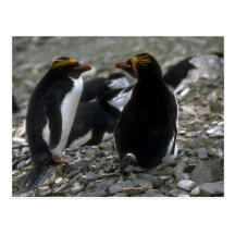 Macaroni Penguin - Pair At Nest Postcards