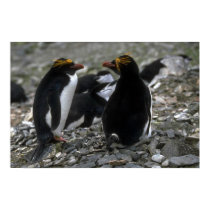 Macaroni Penguin - Pair At Nest posters