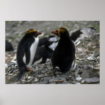 Macaroni Penguin - Pair At Nest Print