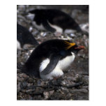 Macaroni Penguin Sitting On Egg Post Card