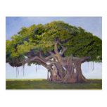 MacArthur's Banyan Postcard