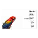 macaw business card template
