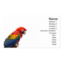 macaw business card template