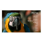 Macaw Business Cards