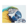 Macaw Close-up Postcards