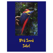 Macaw