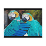 Macaw Hug Postcard