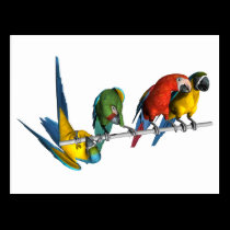 Macaw Parrot postcards