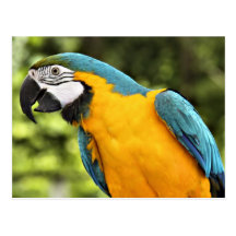 Macaw Post Card