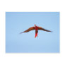 Macaw