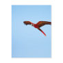 Macaw