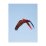 Macaw