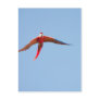 Macaw